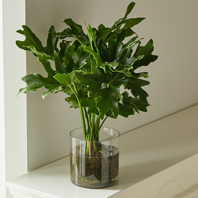 Contemporary Circular Acrylic Vase • Drop-Resistant Design • Ideal for Hydroponic Plants • Excellent Gift for Spouse • Perfect for Living Rooms, Windowsills, Offices, Desktops, Bedrooms, Kitchens