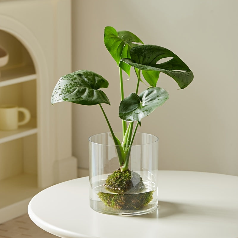 Contemporary Circular Acrylic Vase • Drop-Resistant Design • Ideal for Hydroponic Plants • Excellent Gift for Spouse • Perfect for Living Rooms, Windowsills, Offices, Desktops, Bedrooms, Kitchens