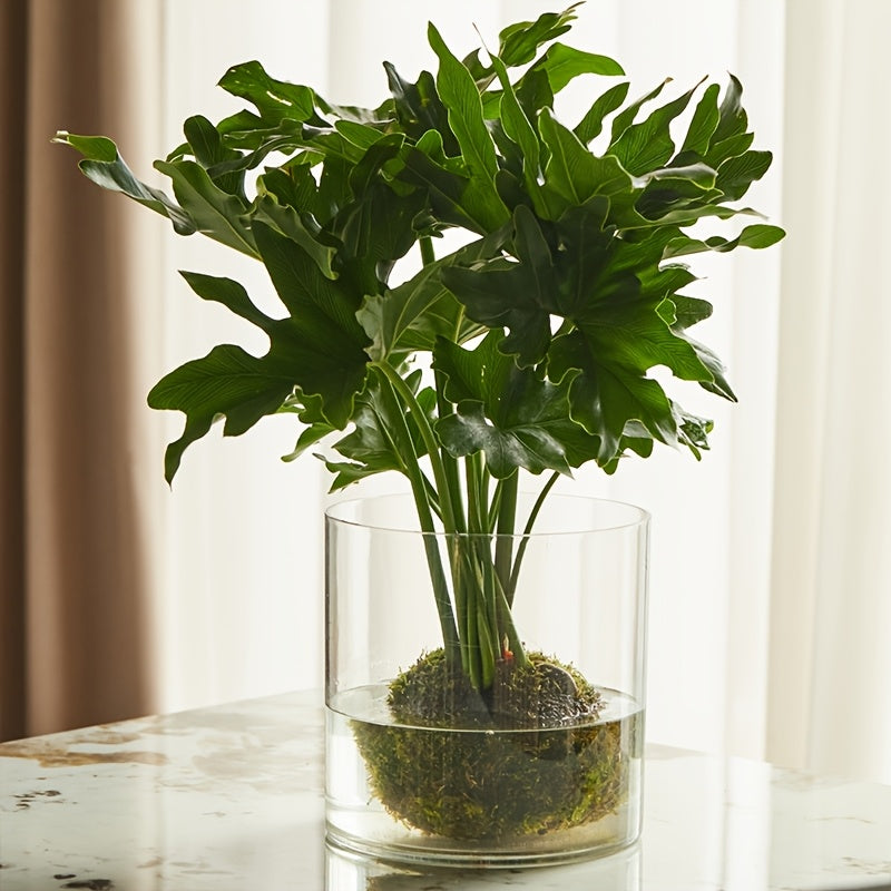 Contemporary Circular Acrylic Vase • Drop-Resistant Design • Ideal for Hydroponic Plants • Excellent Gift for Spouse • Perfect for Living Rooms, Windowsills, Offices, Desktops, Bedrooms, Kitchens